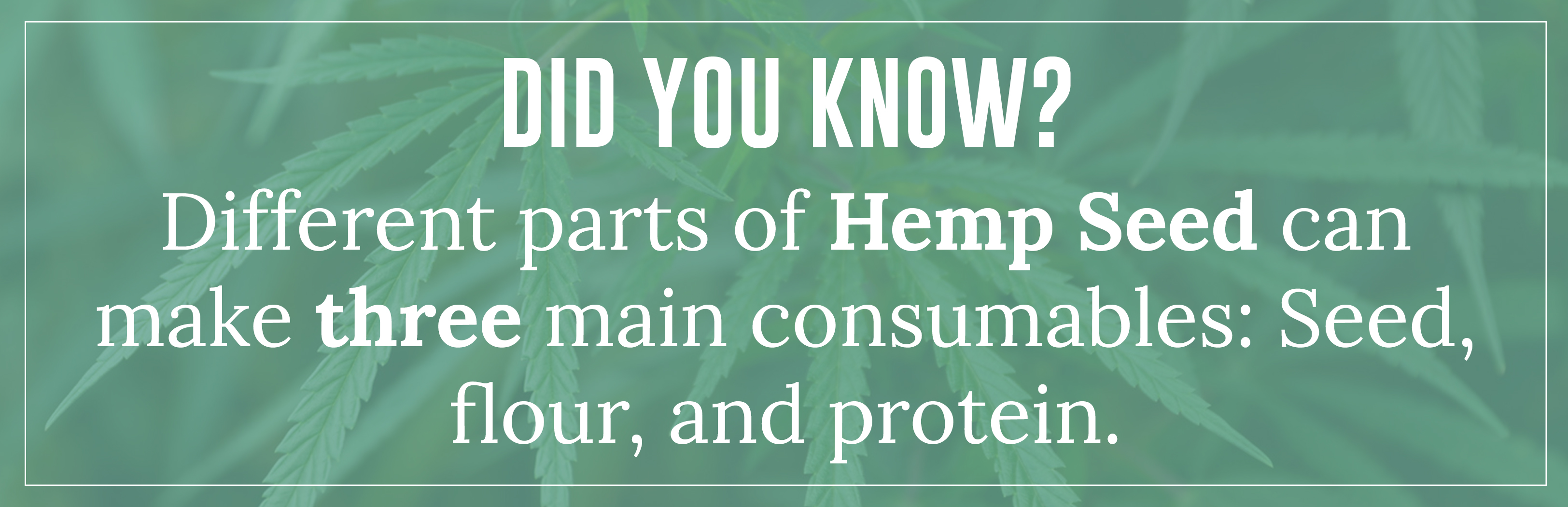 Different parts of Hemp Seed can make three main consumables: Seed, flour, and protein.