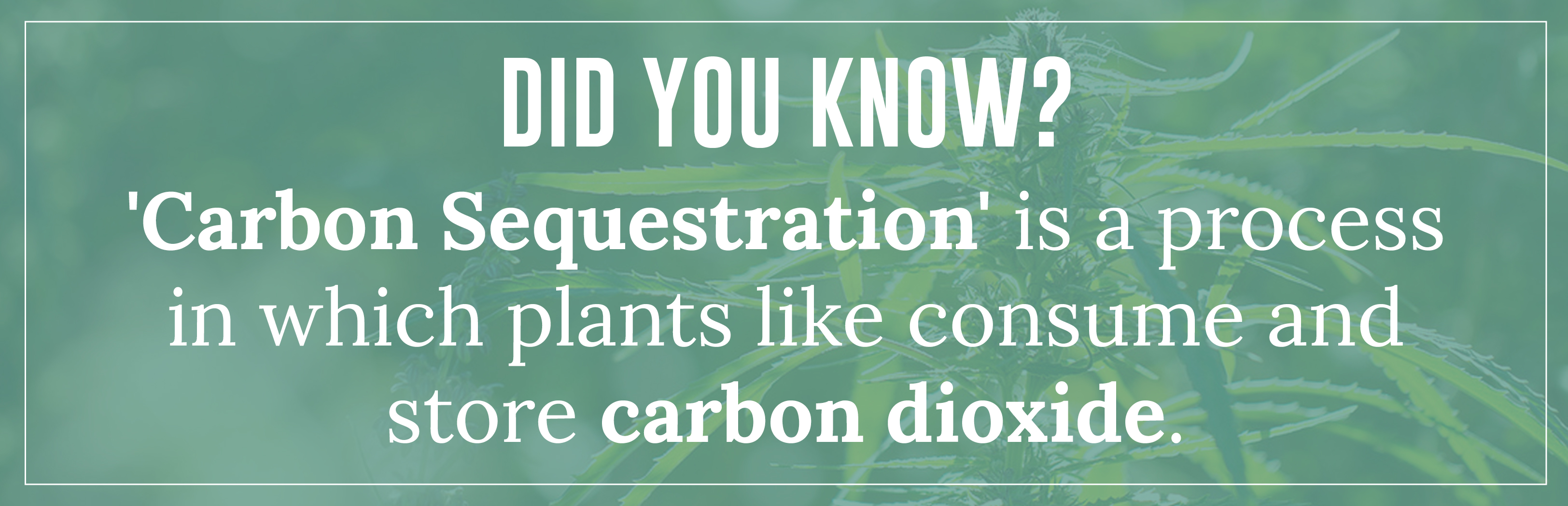 'Carbon Sequestration' is a process in which plants like consume and store carbon dioxide.