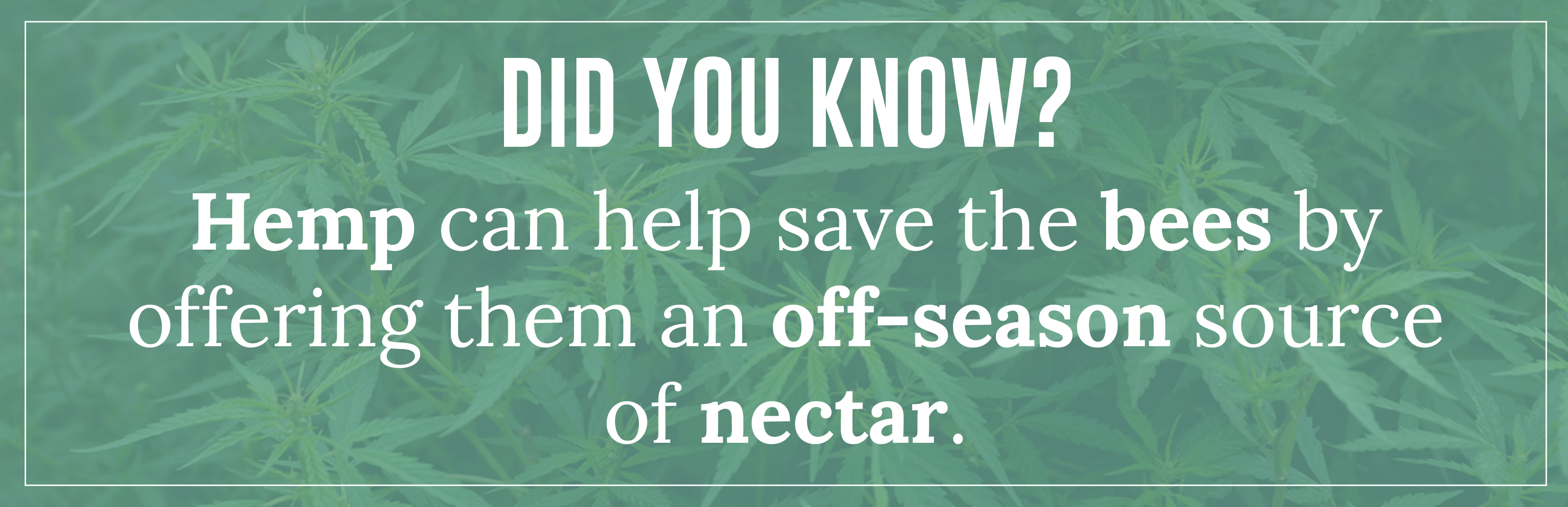 Hemp can help save the bees by offering them an off-season source of nectar.